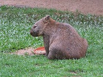 Wombat II
